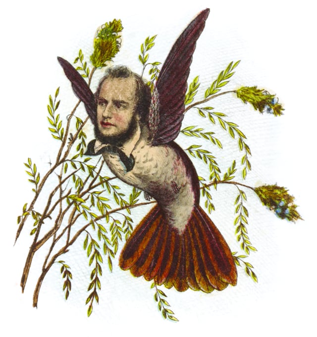 A humming-bird with a bearded-man’s head in front of some branches.