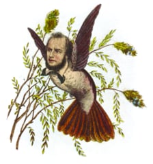 A hummingbird with a man’s head hovering in front of some decorative branches.