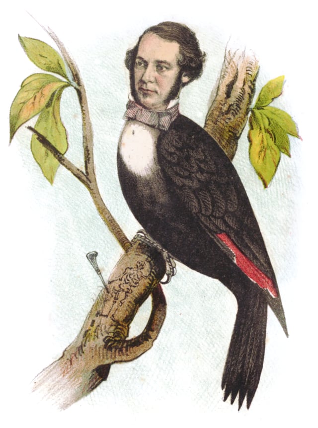 A woodpecker with a man’s head